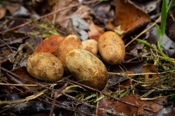 Espécies Nativas da Flora Brasileira, Chrysobalanaceae, Acioa longipendula, tree, nature, fruit, plant, leaf, agriculture, foliage, organic, food, Amazon, Amazon forest, rain forest, Brazil, Manaus, c