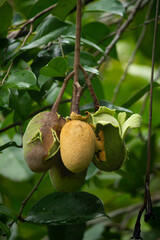 Castanha-de-galinha