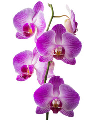 Fototapeta na wymiar purple orchid flower isolated on transparent background
