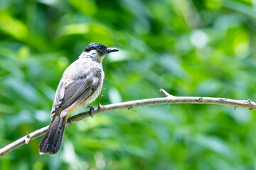 The Sooty-headed Bulbul on a branch