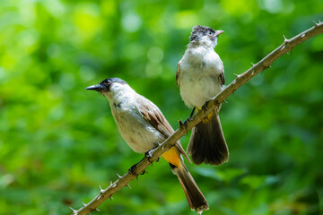 The Sooty-headed Bulbul on a branch