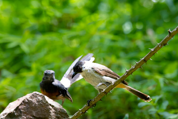 The Sooty-headed Bulbul on a branch