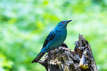 The Asian Fairy bluebird in nature