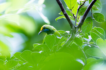 The Blue-winged Leafbird on a branch