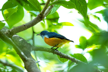 The Orange-bellied Flowerpecker in nature