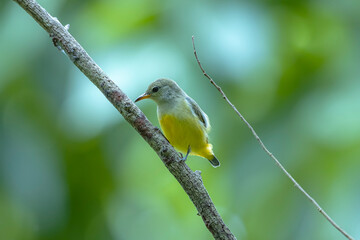 The Orange-bellied Flowerpecker in nature