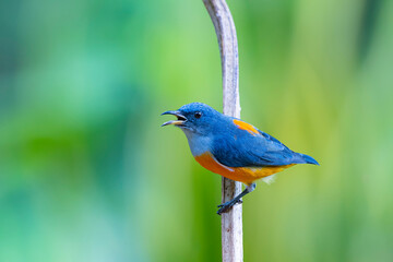 Obraz premium The Orange-bellied Flowerpecker in nature