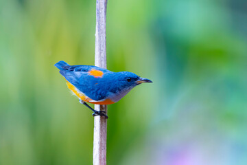 The Orange-bellied Flowerpecker in nature