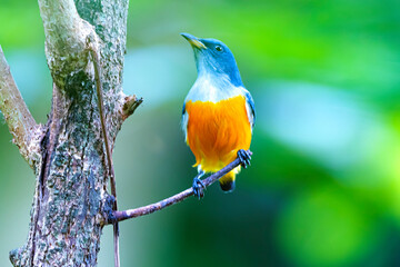 The Orange-bellied Flowerpecker in nature