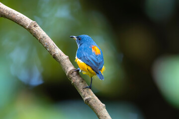 The Orange-bellied Flowerpecker in nature
