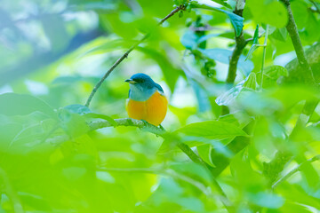 The Orange-bellied Flowerpecker in nature