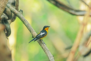 Yellow-rumped Flycatcher in nature