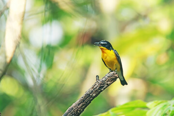 Yellow-rumped Flycatcher in nature