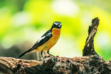 Yellow-rumped Flycatcher in nature