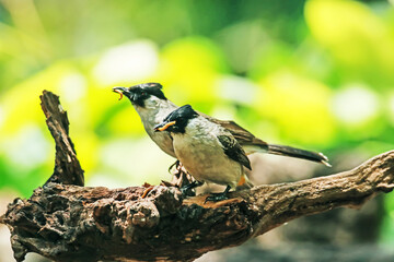 The Sooty-headed Bulbul on a branch