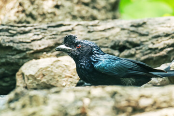 Fototapeta premium The Greater Racket-tailed Drongo on a ground in nature