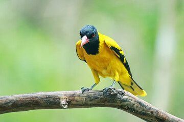 Black-hooded Oriole in nature