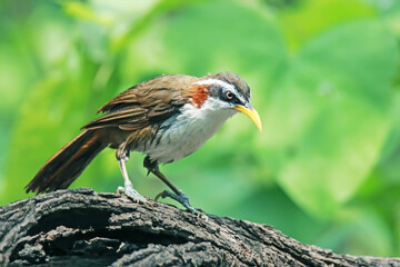 White-browed Scimitar Babbler  on a branch in nature