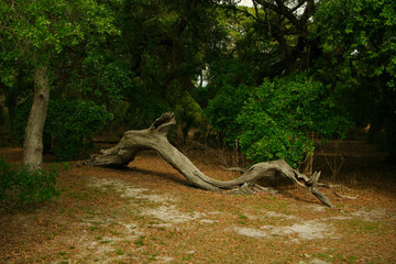 Snake S curved shape large downed tree limb laying horizontal on the ground.Brown leaves in front and green bushes and green trees in the background. Dry and broken off limb weathered. Room for copy.

