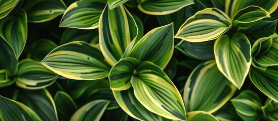 A decorative plant with a green-striped design.