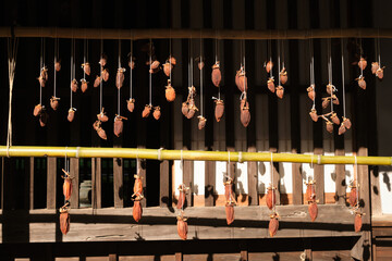 Peeled persimmons being suspended by strings from their stems to air-dry. Dried persimmon is a type of traditional dried fruit snack in East Asia.
