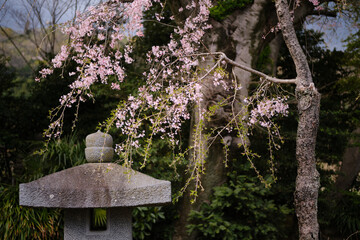 Cherry blossom and stone lantern in Spring