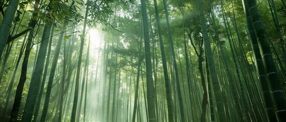Sunlight filters through peaceful bamboo forest, creating a serene and tranquil atmosphere in...