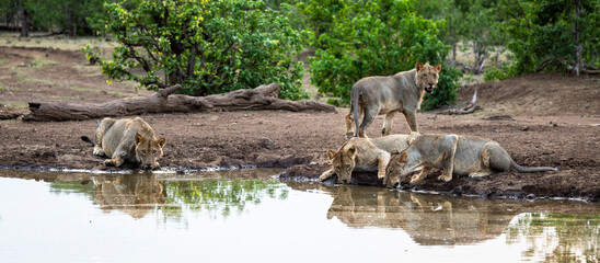Lions drinking at a waterhole on safari in Botswana