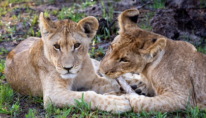 Two lion cubs playing with a bone in Botswana