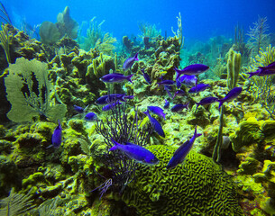 Purple fish, Belize Barrier Reef, Diving