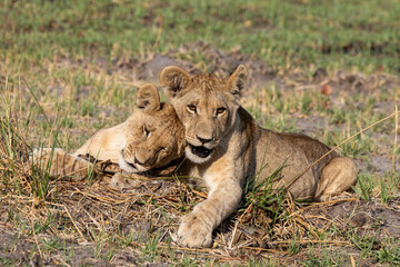 Two lion cubs playing with a bone in Botswana
