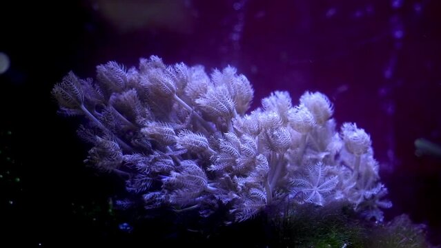 Reef Tank Beneath Lux Kernel Countless For Disease Prevention