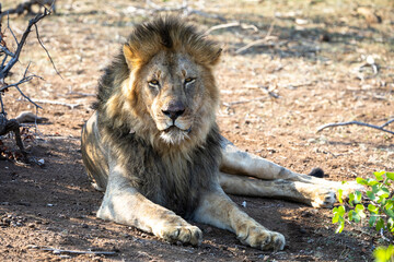 Portrait of a lion on safari in Botswana
