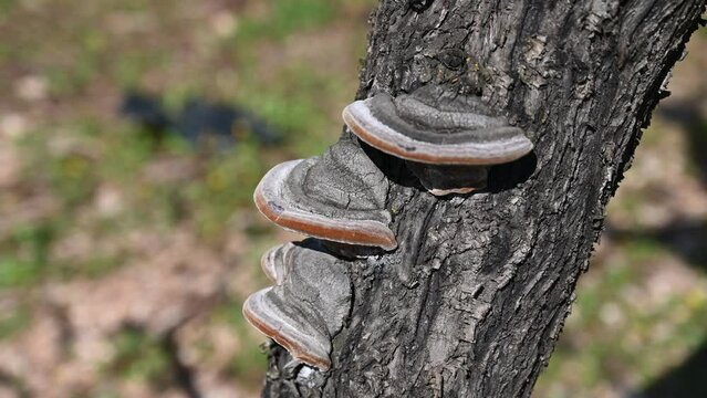 Mushroom growing on tree. Fungus pest on a tree in an orchard. Plant disease. Parasites on bark.