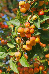Malus × robusta 'Red Sentinel' also known as crab apple: fruits detail
