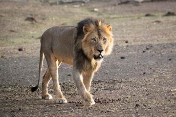 Portrait of a lion on safari in Botswana