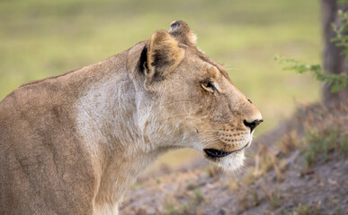 Portrait of a lion on safari in Botswana