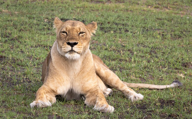 Portrait of a lion on safari in Botswana