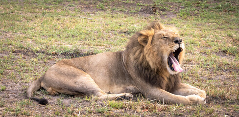 Portrait of a lion on safari in Botswana