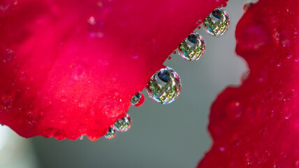 Rain drops on red flower