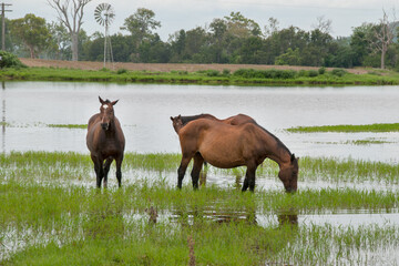 South East Queensland's rural landscapes unfold, a picturesque tapestry of farms, fields, and rolling hills