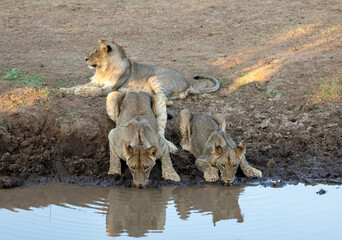 Lions drinking at a waterhole on safari in Botswana