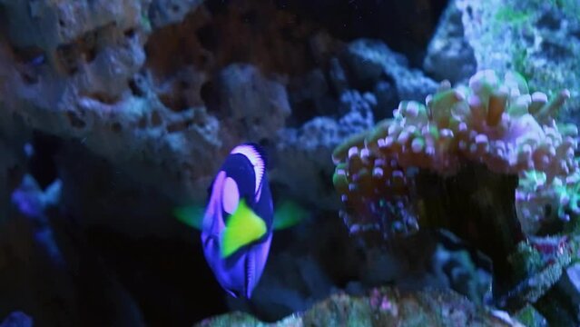 royal blue tang and Red Sea sailfin tang swim in fast flow, coral reef marine aquarium, popular pet fish show natural behaviour, neon glowing scales shine in LED actinic low light, blurred background