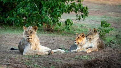 Pride of lions sitting on the edge of the water in the evening light, Botswana
