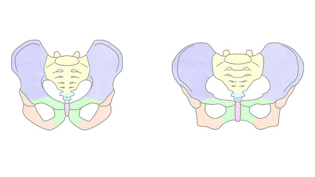 Blank differences between male and female pelvis Anatomy of skeleton transparent PNG