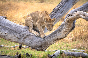 Lion cubs playing on a tree branch in Botswana