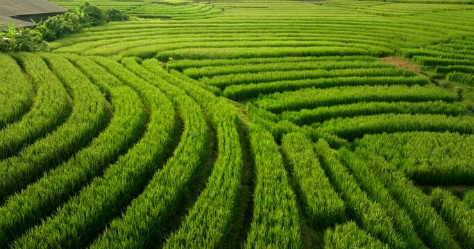 Abstract aerial dolly view of lush terraced rice field rows at golden hour