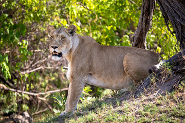 Naklejka na ściany i meble Portrait of a lion on safari in Botswana