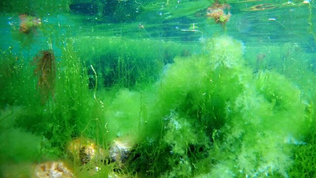 ulva and cladophora green algae in laminar flow, oxygen rich saltwater, water surface reflection, stone bottom covered in algal mess, Black Sea low salinity biotope, supralittoral zone underwater