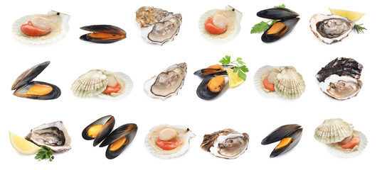 Fresh scallops, mussels and oysters isolated on white, set